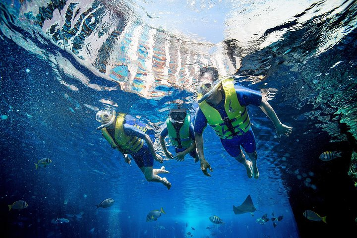 Immerse yourself in the underwater wonder of the Ambassador Lagoon swimming alongside 65000 marine creatures while gaining insights during the educational training session.